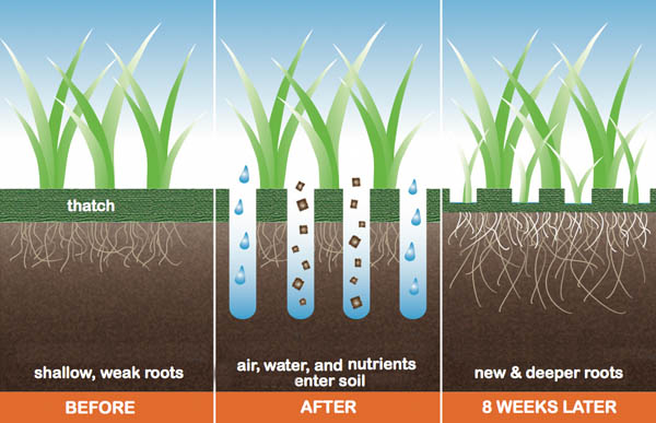 how lawn aeration helps