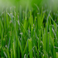 lawn care at ultimate turf